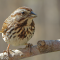 Song Sparrow in a branch above a feeder