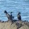 Pelagic Cormorants on the rocks