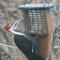 Pileated Woodpeckers at Suet Feeders