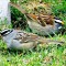 White-crowned & White Throated Sparrow