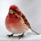 Purple Finch, “it’s nice to be back but what is this snow?”