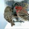 Mr. House  Finch, “Hi, Beautiful, would you like to have chicks together?”