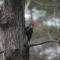 Pileated Woodpecker checking out the Woodlot