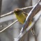 Palm Warbler, on the Androscoggin River.