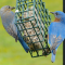 Eastern Bluebird pair sharing a suet feeder