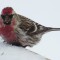 Lots Of Red On This Redpoll For Sure!