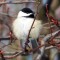 A Fluffy Little Chickadee Around Some Buds I See ;-)