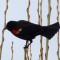 Red-winged Blackbird Came Back Exactly Same Day Last Year :-)