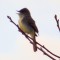 Great Crested Flycatcher Whistling All Morning