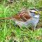 White-throat Sparrow Sings My FAVORITE Bird Song
