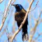 Common Grackle Mating Dance ;-)