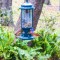 Painted Bunting and Female Red Bird, Feeder Watch after deadline.  April 15, 2016