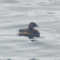 A Second Visit from the Pied-billed Grebe!