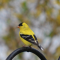 Beautiful Male Goldfinch