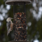 Nuthatch At the Feeder