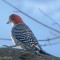 Wistful Red-bellied Woodpecker