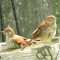 Backyard Birds of Alabama – Brown Thrashers