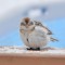this snowbunting means buisness!