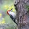 Male Red-bellied Woodpecker (5-20-16)