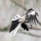 Northern Mockingbird (5-15-16)