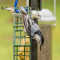 A White-breasted Nuthatch pair visits a suet feeder