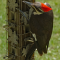 A female Pileated Woodpecker is a bit confused by a tube feeder