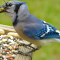 Blue Jay at a tray feeder