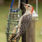 Red-bellied Woodpecker female at a suet feeder