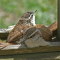 Carolina Wren fledglings find a snug protective spot to rest