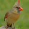 Female Northern Cardinal at a tray feeder
