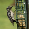 Hairy Woodpecker visits a suet feeder in the rain