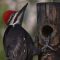 Pileated