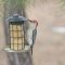 Male Red-bellied Woodpecker (5-07-16)