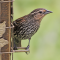 An immature male Red-winged Blackbird