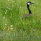 Canada Goose female and goslings