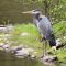 Great Blue Heron, by the pond at Evergreen Cemetery.