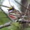 Male Chestnut-sided Warbler