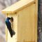 Tree Swallow Checking Out A New Bluebird House