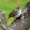 Chipping Sparrow Posing For The Camera