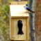 Tree Swallows Taking Up Residence