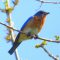 Bluebird Singing For A Mate To Come Along