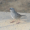 Out of Range White-crowned Sparrow