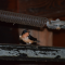 Barn Swallow in the Boat House