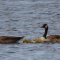A Family of Canada Geese