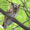 Beautiful Red Morph Screech Owl