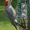 Red-bellied Woodpecker female at a suet feeder
