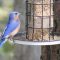 Male Eastern Bluebird (5-29-16)