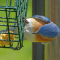 Eastern Bluebird male at a suet feeder