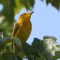 Male Yellow Warbler