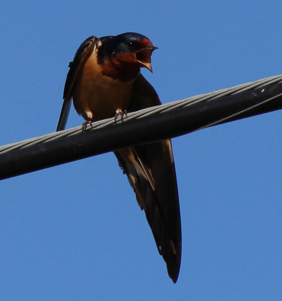 Male Barn Swallow 41